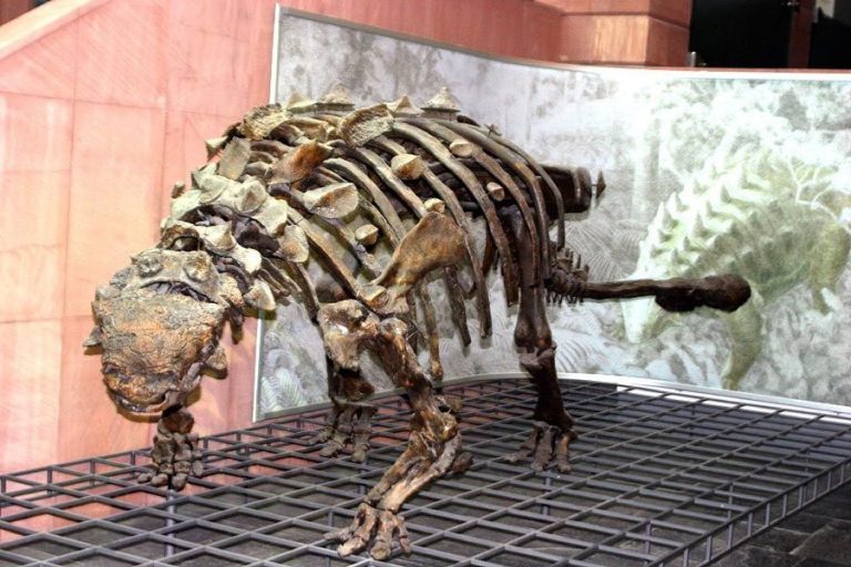 preserved ankylosaurus