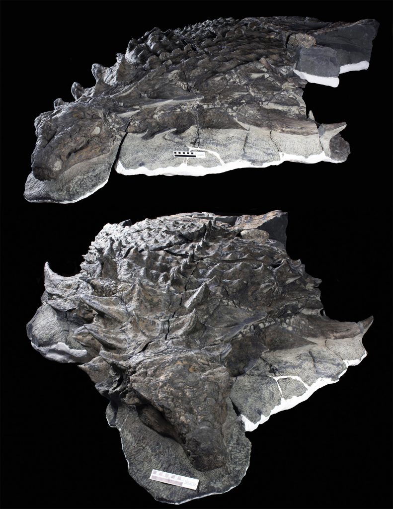 ankylosaurus fossil